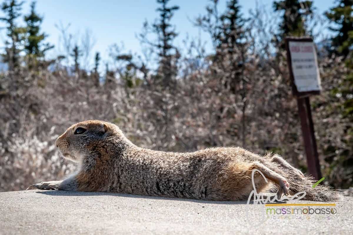Scoiattolo Di Terra Nel Parco Del Denali, Alaska