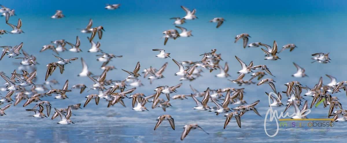 Migrazione Del Gambecchio Dell'alaska Nei Pressi Di Cordova, Alaska