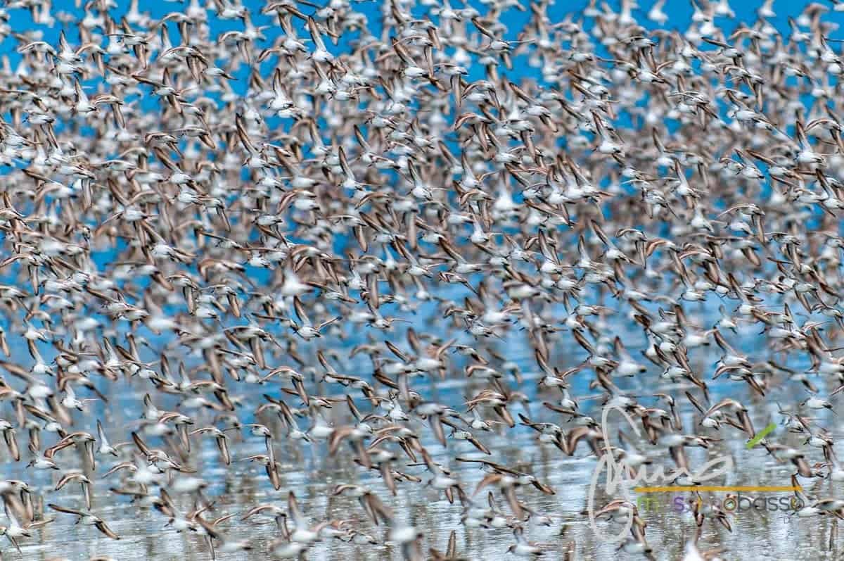 Migrazione Del Gambecchio Dell'alaska A Hartney Bay Nei Pressi Di Cordova, Alaska