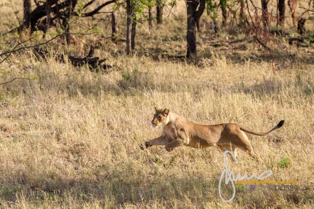 I Leoni Del Serengeti E La Migrazione Degli Gnu