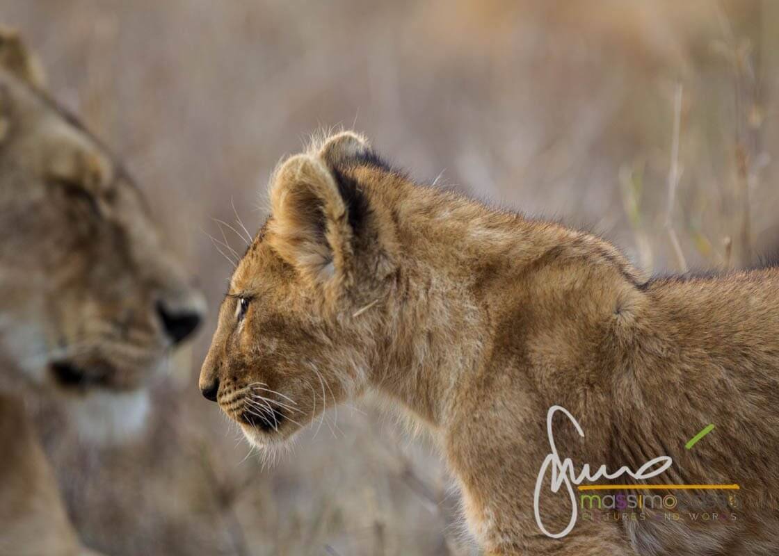 I Leoni Del Serengeti E La Migrazione Degli Gnu