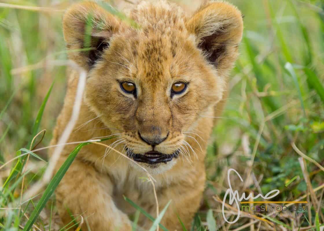 I Leoni Del Serengeti E La Migrazione Degli Gnu