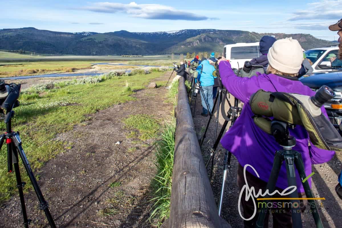 Appassionati Di Lupi Nella Lamar Valley - Yellowstone N.p.