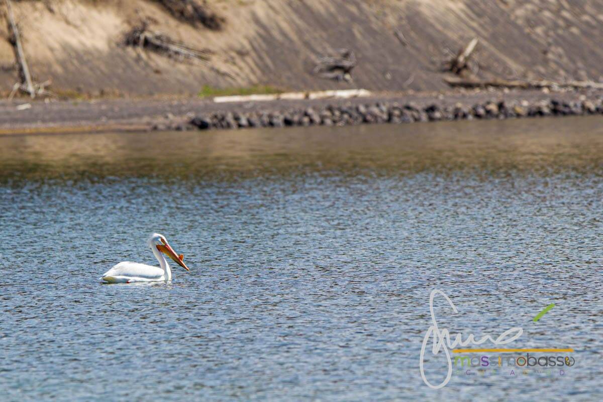 Pellicano Bianco Avvistato Nello Yellowstone Lake Vicino A Fishing Bridge