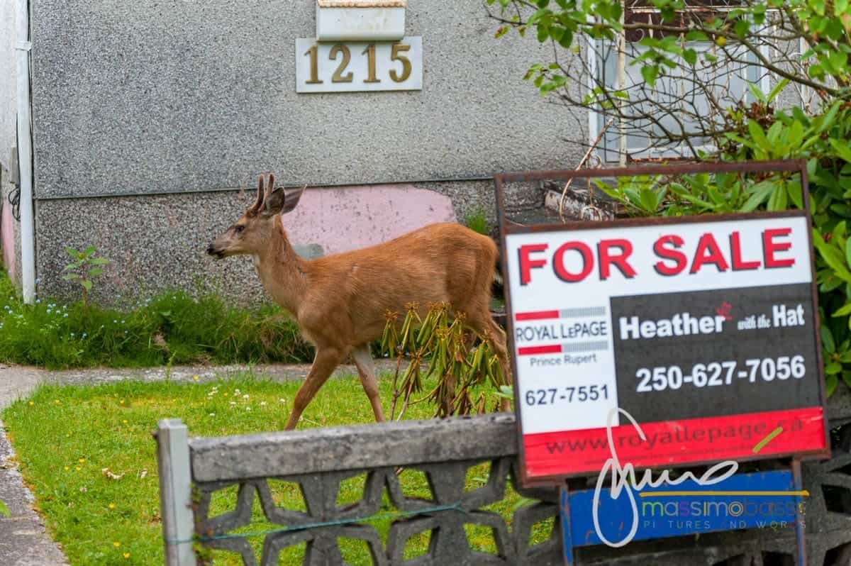 Prince Rupert Prima Tappa Dell'inside Passage -4