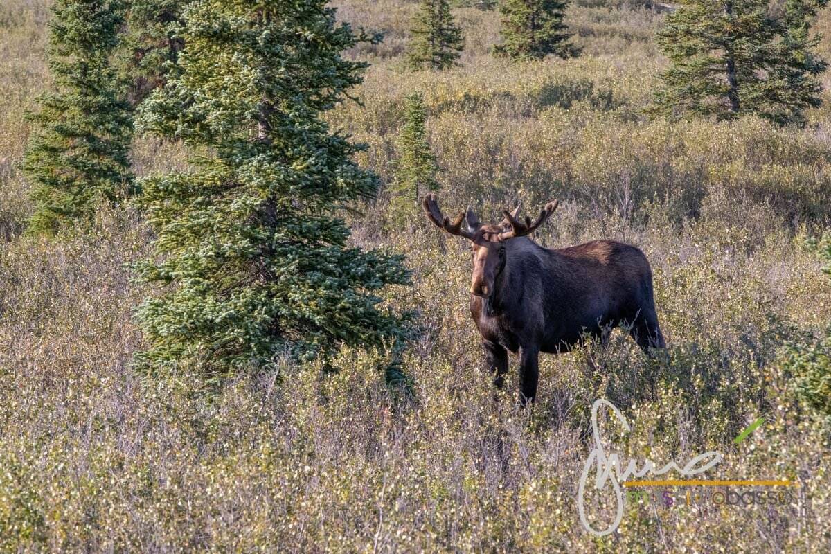 Immagini Dell'alaska Che Non Ti Immagini