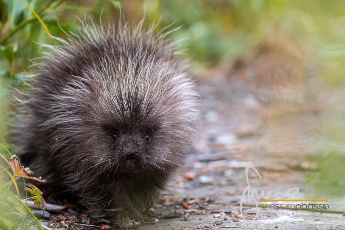 Immagini Dell'alaska Che Non Ti Immagini