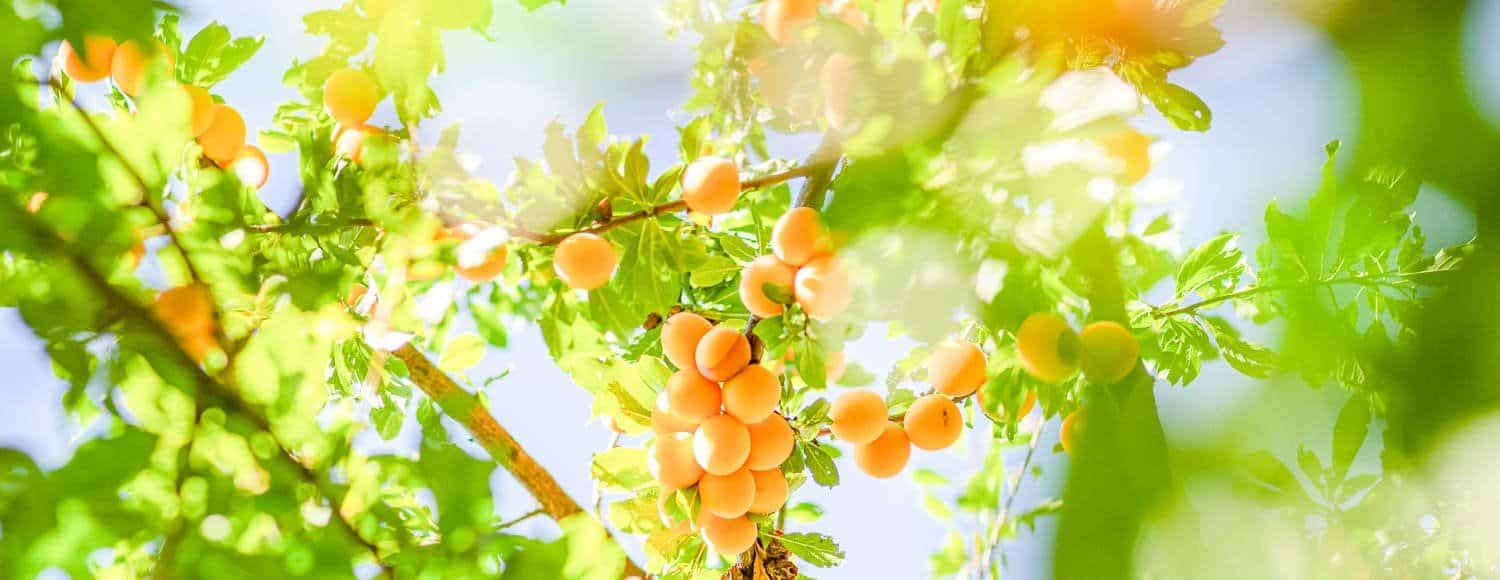 Prugne Gialle - Elena Mozhvilo Su Unsplash