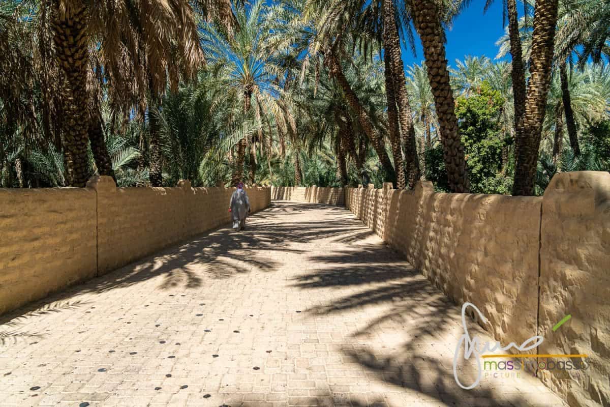 Gita All'oasi Di Al Ain Emirati Arabi_
