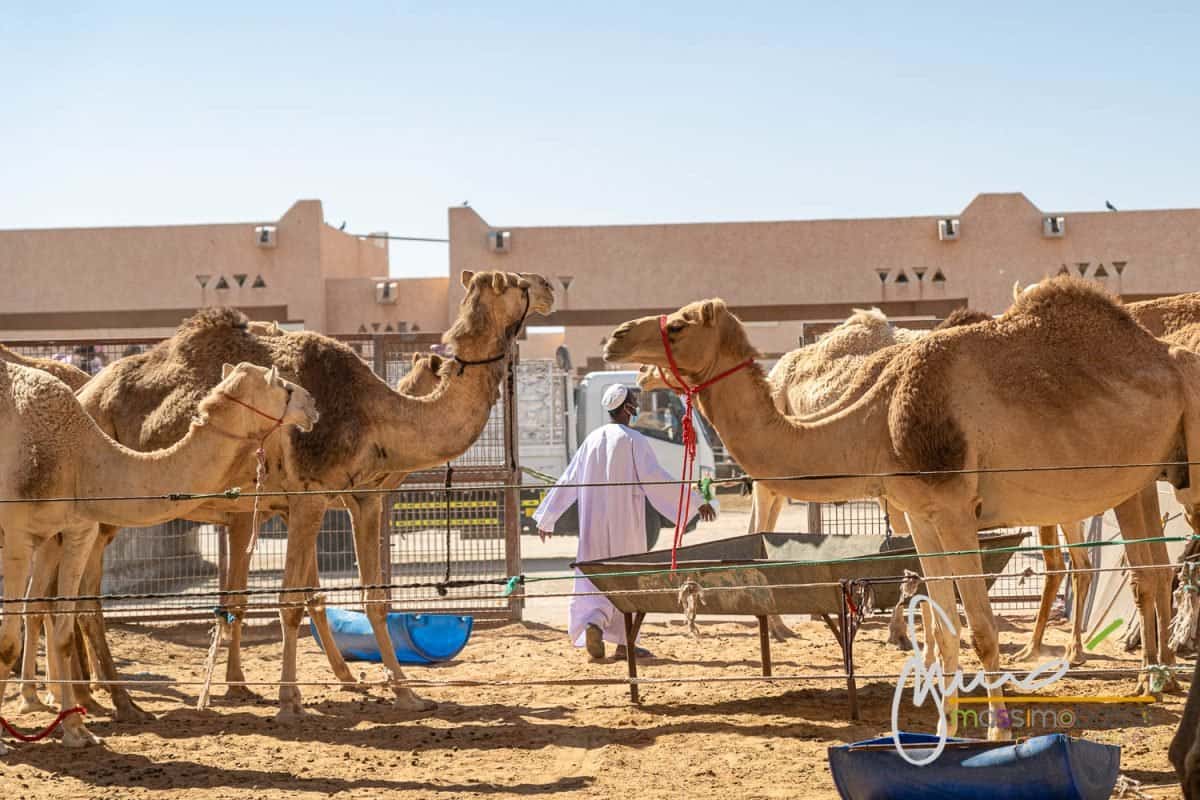 Oasi Di Al Ain Souq Mercato Dei Cammelli
