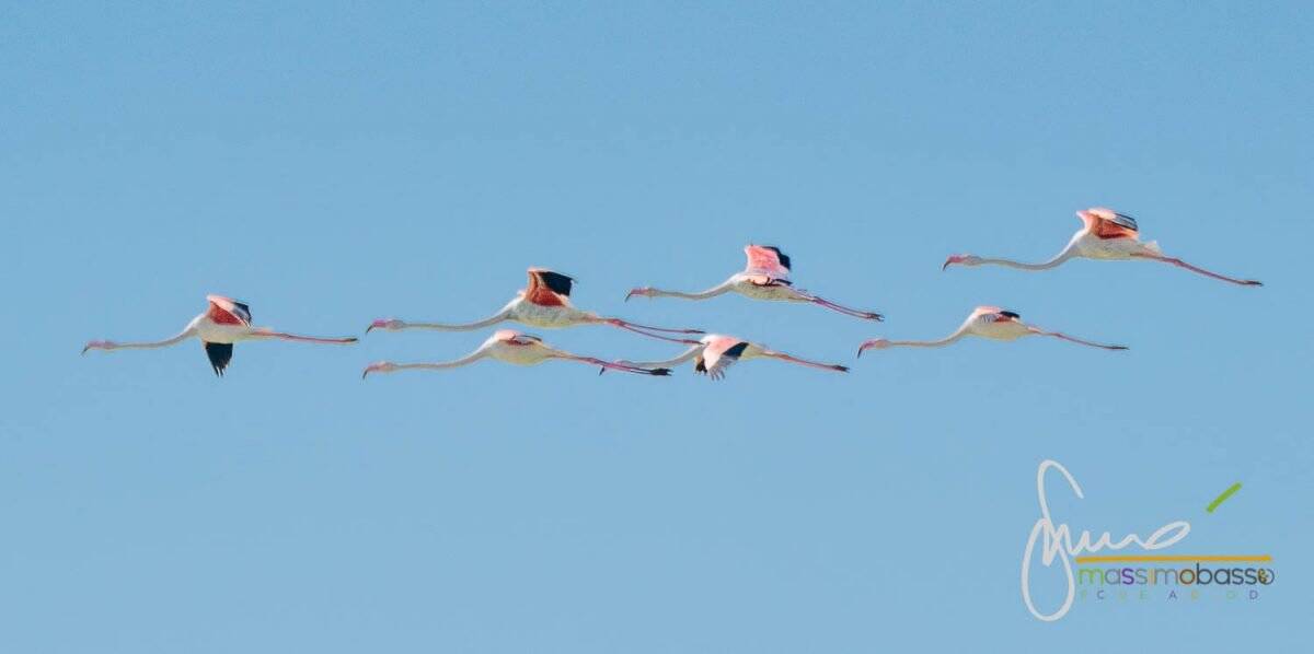 Fenicotteri Nelle Valli Di Comacchio