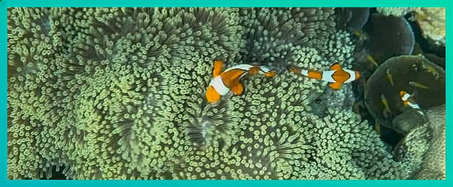 Pesci Pagliaccio Alle Isole Surin -2