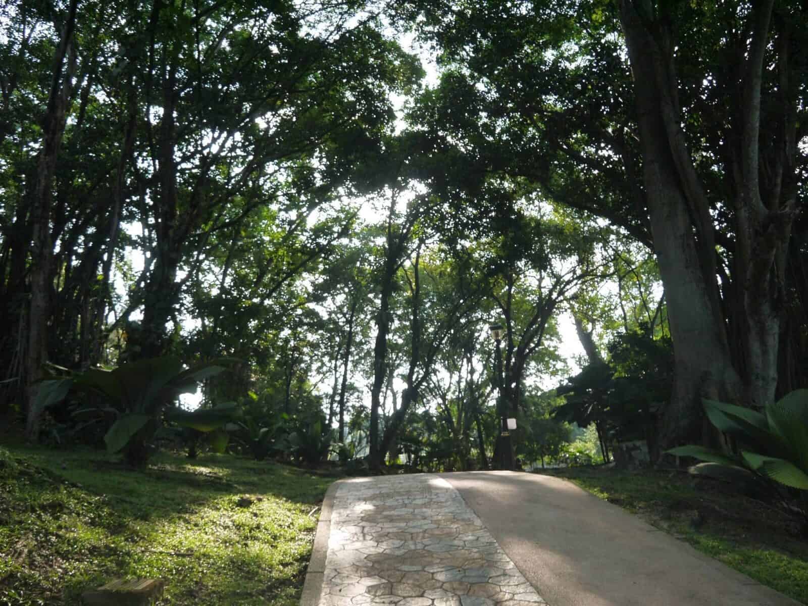Tropical forest trail in Taman Tugu Park surrounded by dense green foliage near Kuala Lumpur