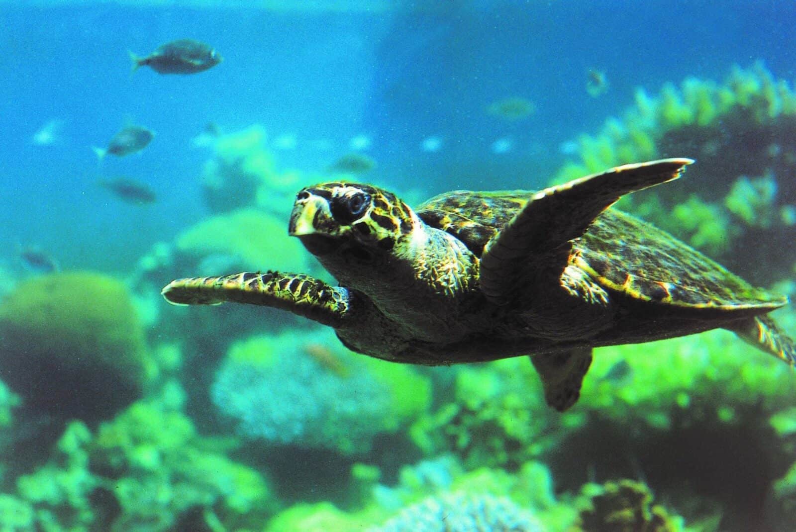 4x4 jeep driving across the red sand dunes and rock formations of Wadi Rum desert, Jordan