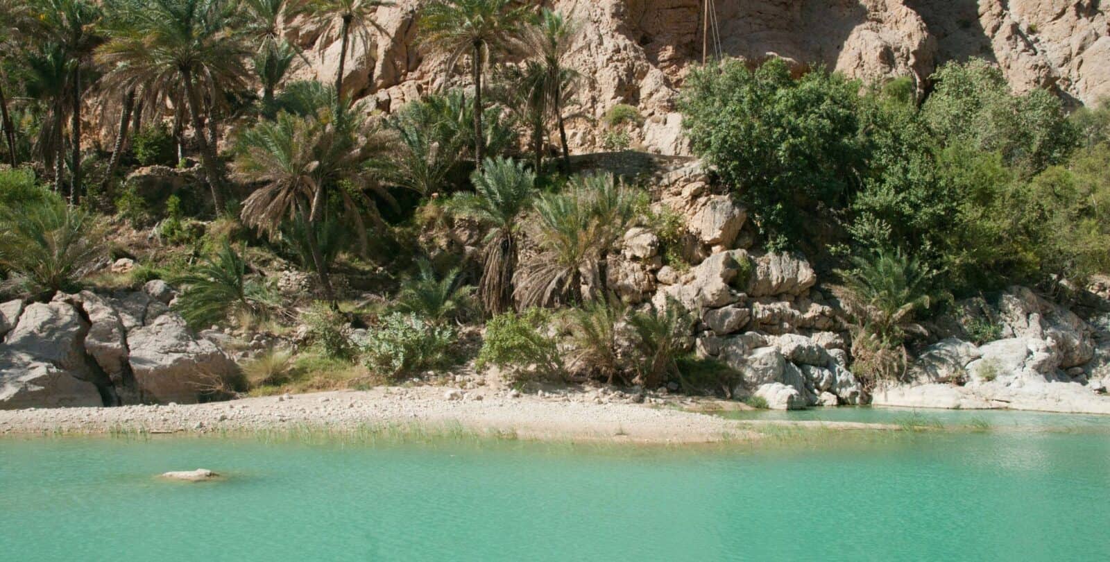 Green sea turtle crawling across the sandy beach near Ras Al Jinz at night with waves in the background