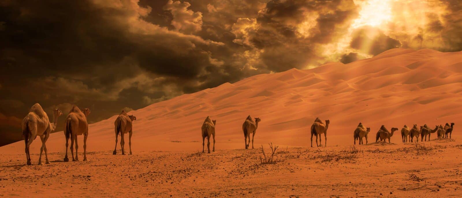 Turquoise pools and palm trees in Wadi Bani Khalid canyon in Oman