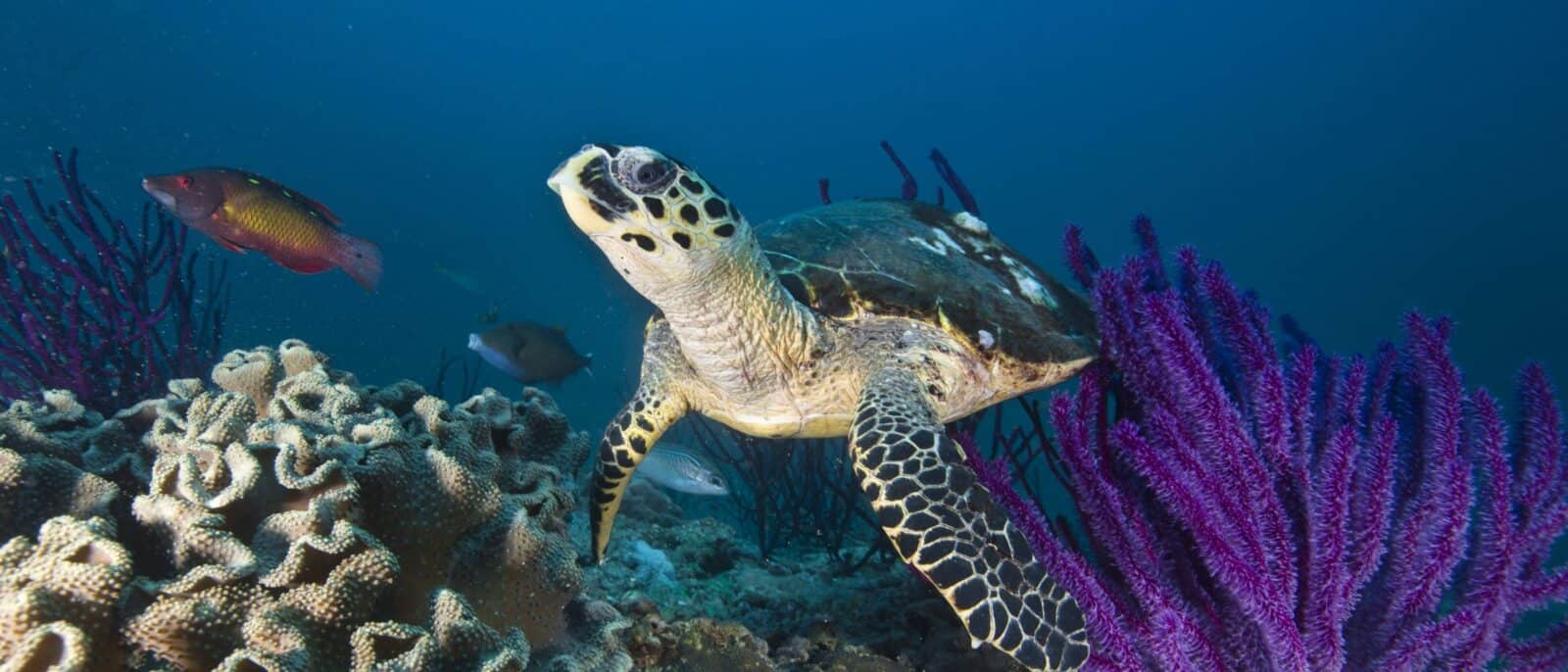 Snorkeler swimming above a coral reef near the Daymaniyat Islands in Oman with clear blue water