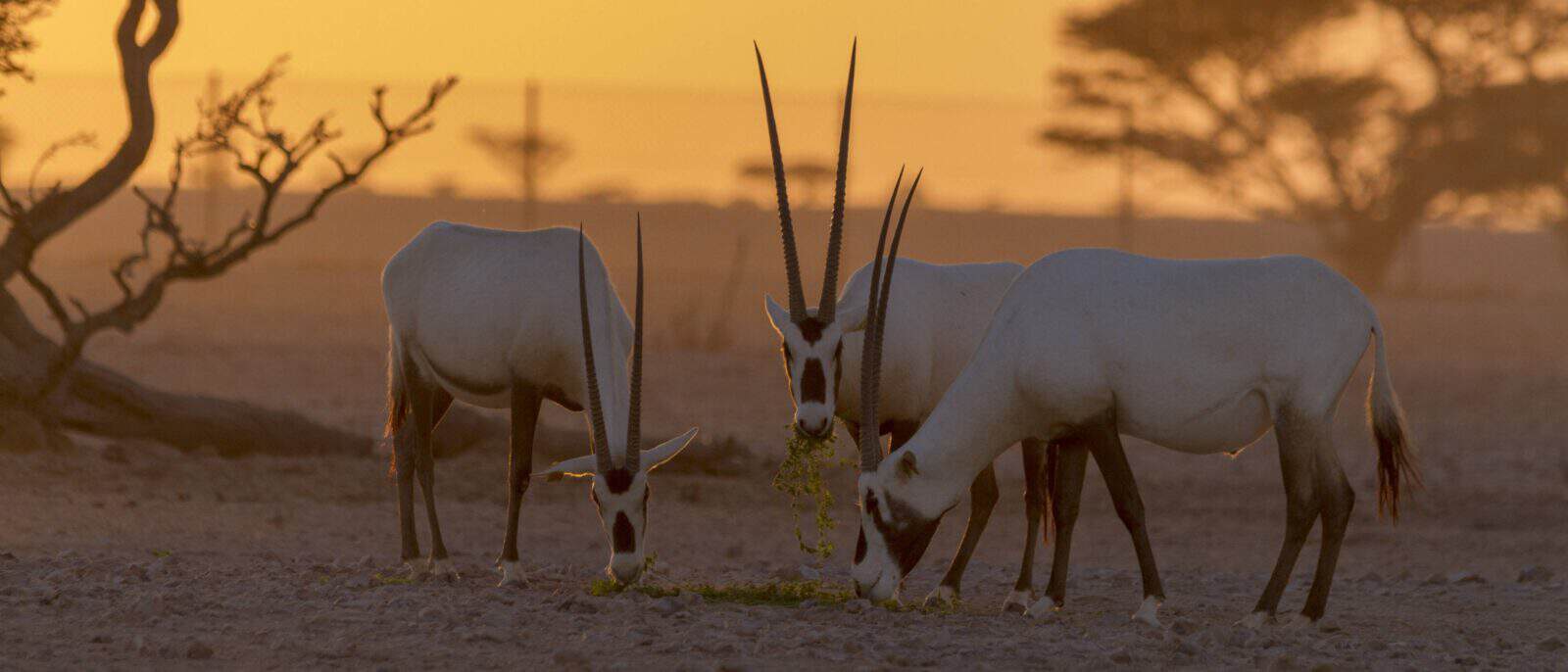 Family walking on high sand dunes in Wahiba Sands desert at sunset, Oman
