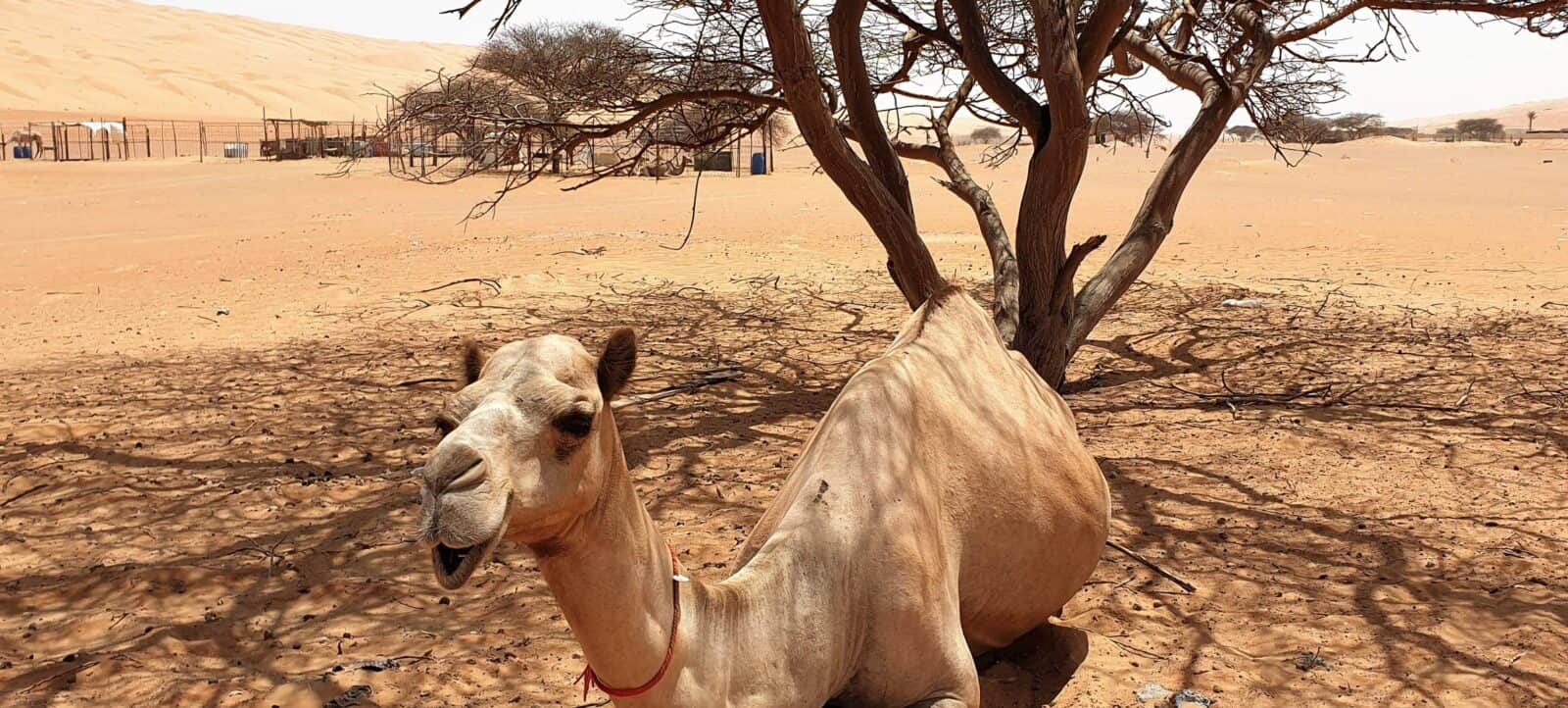 Golden sand dunes of Wahiba Sands desert glowing in the late afternoon light