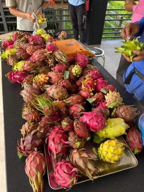 Bulacan Dragon Fruit Depot’s vibrant display of hybrid dragon fruits.