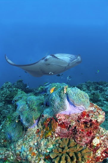 Manta Mobula alfredi au-dessus d'une anémone et de ses poissons-clowns. © Dominique Barray