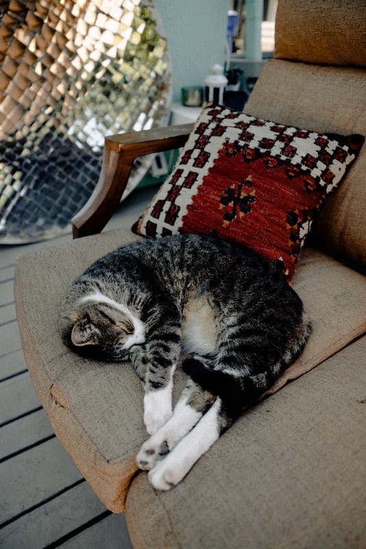 How To Keep Cats Off Outdoor Patio Furniture Sunshine & Play
