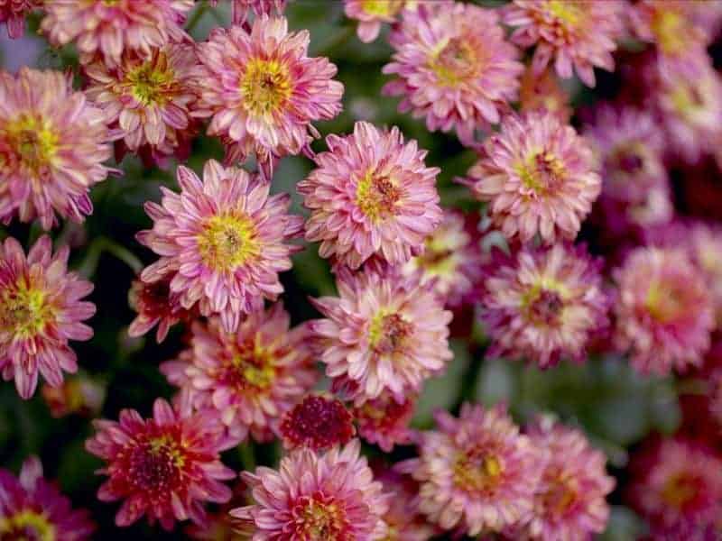 What Kinds Of Animals And Insects Do Sandboxes Attract? Sunshine & Play