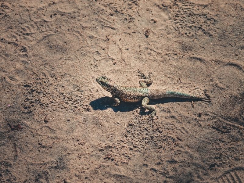 What Kinds Of Animals And Insects Do Sandboxes Attract? Sunshine & Play