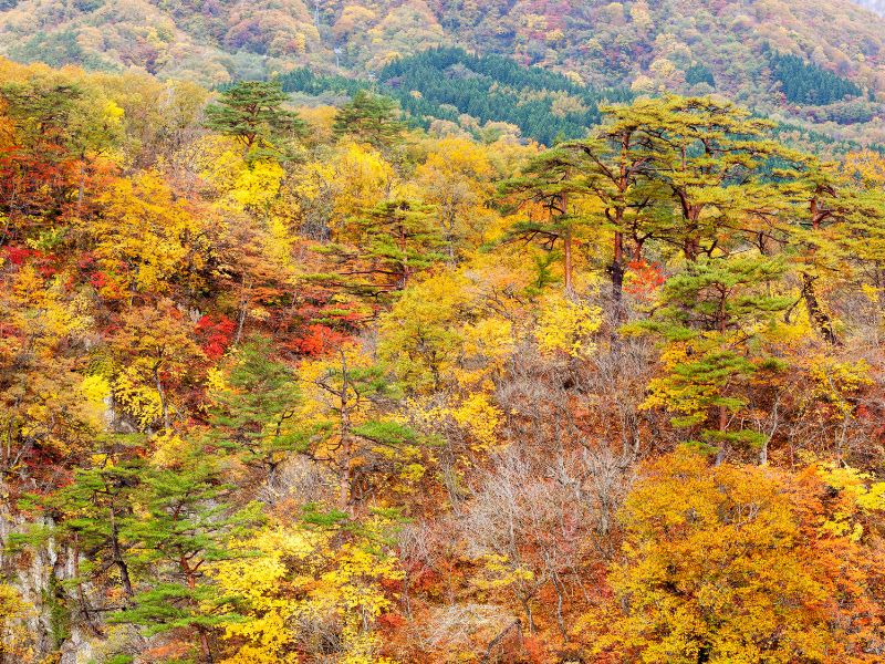 A forest of trees changing colors in fall