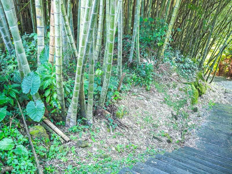 Some stairs on the bottom right going through a bamboo forest