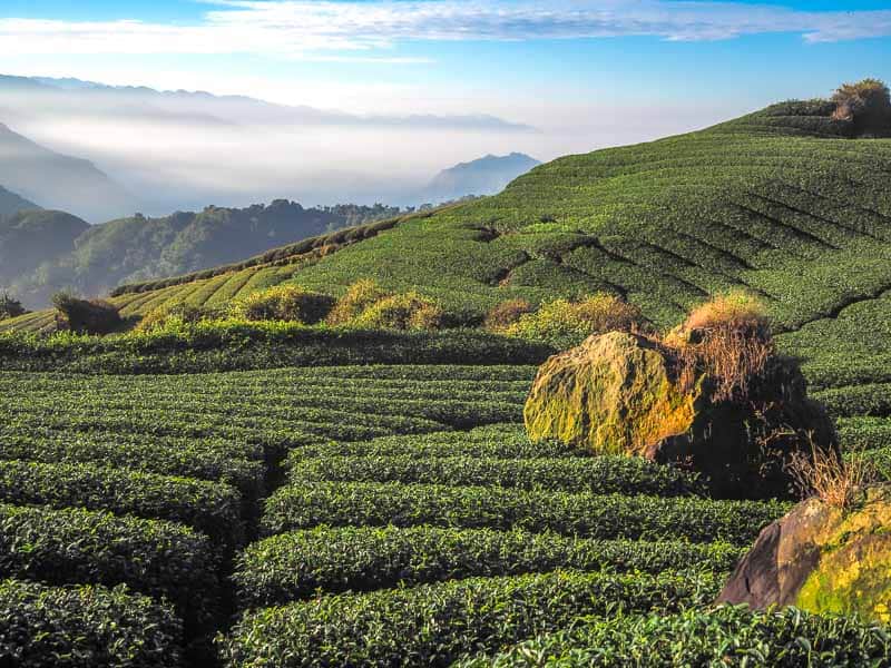 Some giant boulders on tea fields with misty mountain view beyond