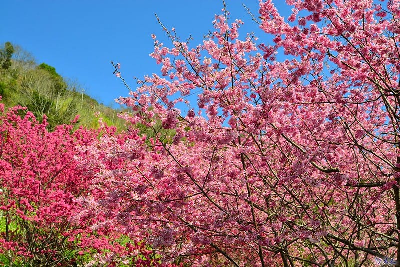 A cluster of light pink and dark pink cherry blossoms with green hill and blue sky above