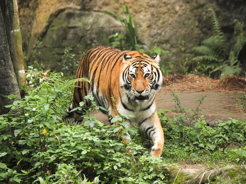 A tiger walking past some bushes towards the camera