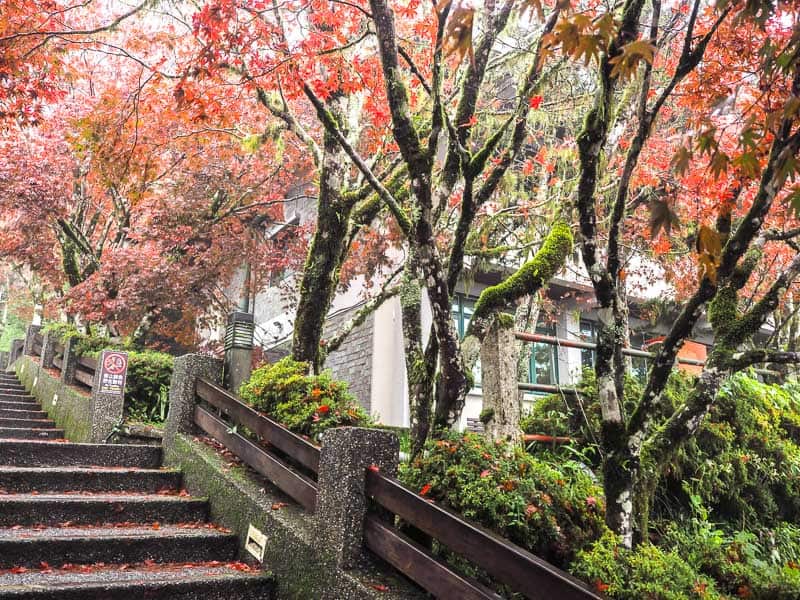 A guesthouse with red japanese maple trees and staircase in front of it