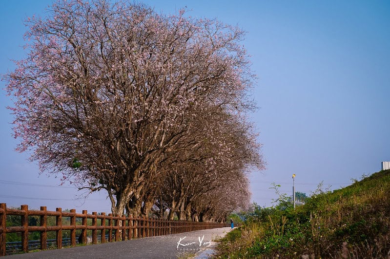 A row of very large cherry blossom trees with cycling path and wooden fence beside them