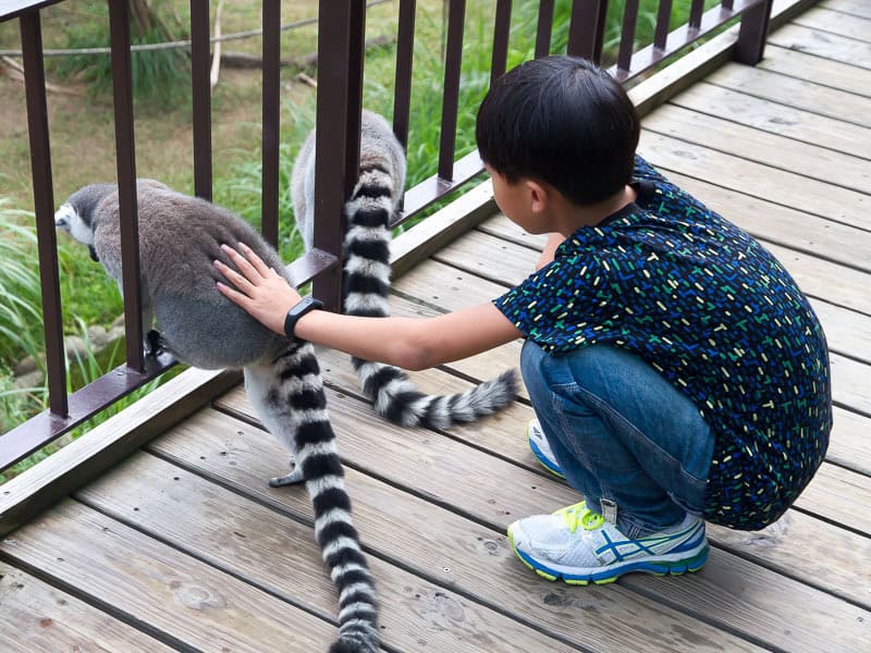 A boy bending over and petting the back of a lemur as it stands on a railing beside a wooden patio