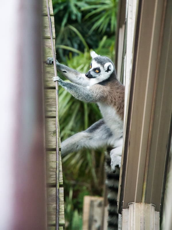 A lemur climbing between two walls