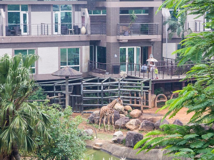 The side of a hotel, with some patios and people looking down on an enclosure with giraffes in it