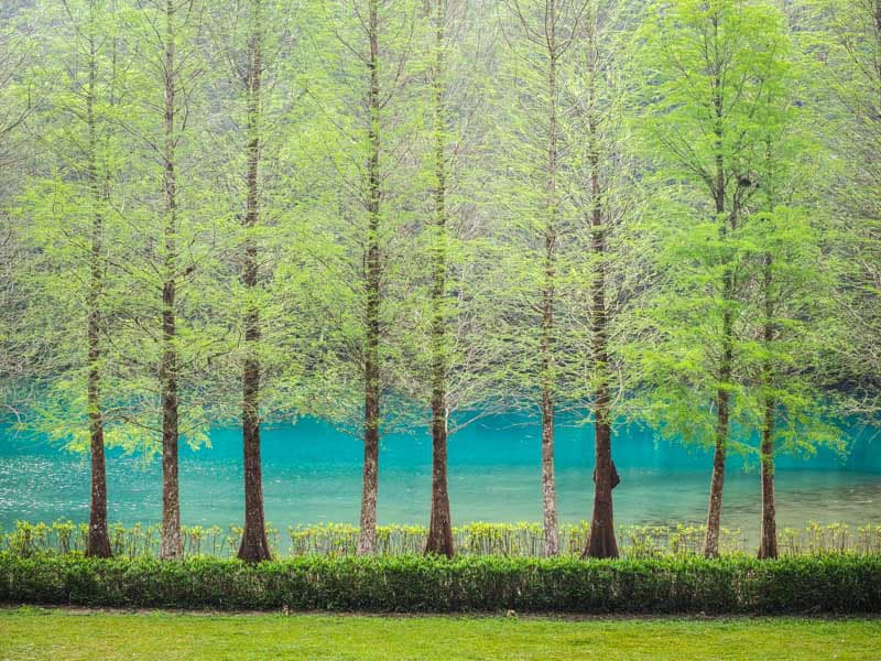 A row of green bald cypress trees along turquoise colored Sun Moon Lake
