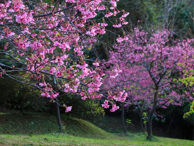 Some trees with dark pink cherry blossoms above some green grassy hills at Formosan Aboriginal Culture Village