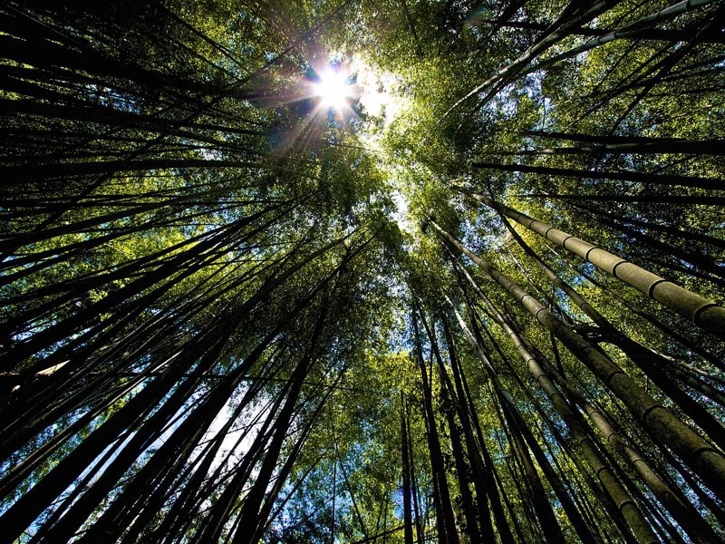 Looking up in a bamboo forest, with rays of the sun shining through