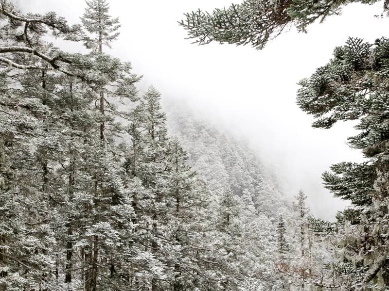 A misty forest with trees covered in snow