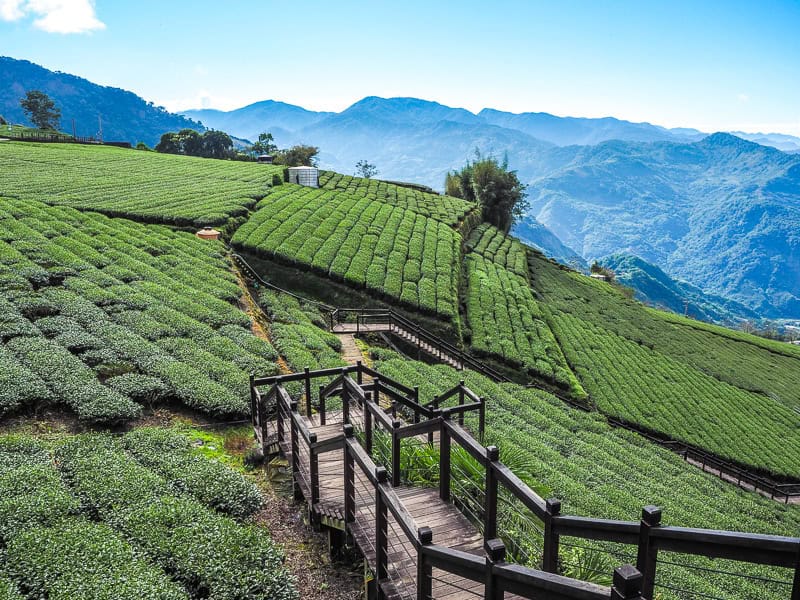A boardwalk trail leading down to a tea plantation