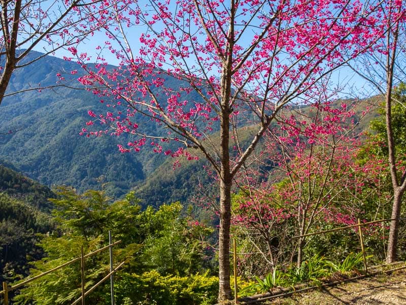 A tree with cherry blossoms on the edge of a campground with mountain view beyond