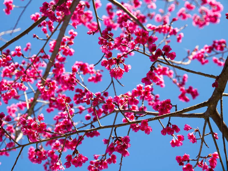 Looking up at cherry blossoms with a blue sky above them