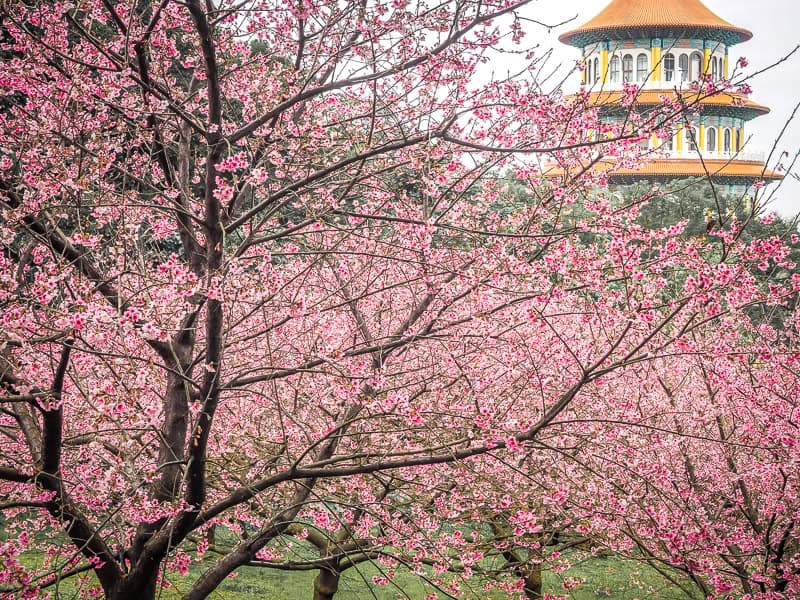 Looking through a sea of cherry blossoms at a round temple.