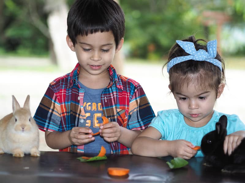 Two young kids feeding two bunnies on a table