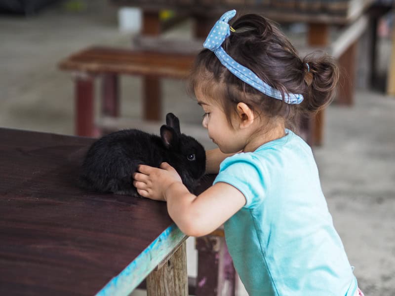 A young girl holding a black bunny as it sits on a wooden table