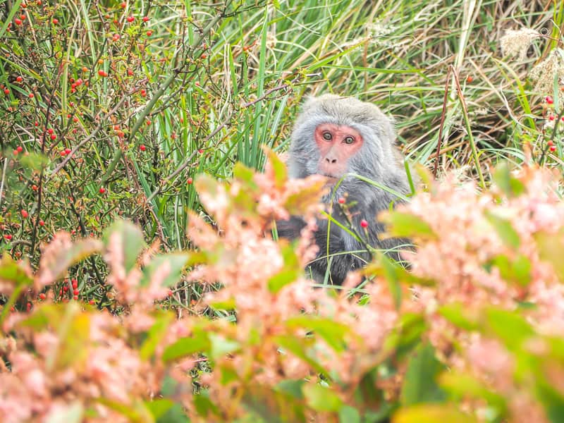 A macaque hiding in some vegetation