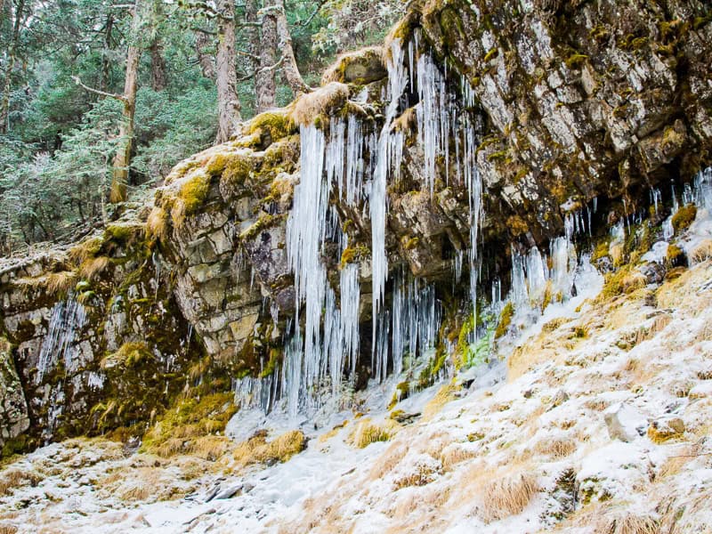 A small cliff in the forest with large icicles hanging down from it